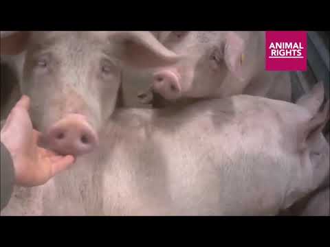Pigs Boiled Alive SlaughterHouse