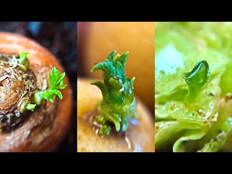 14 Store Bought Vegetables &amp; Herbs You Can Regrow