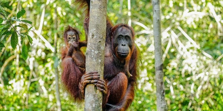 why palm oil is bad for the environment & how to avoid it cover