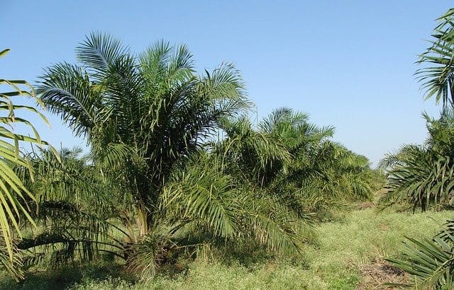 Why Is Palm Oil Bad For The Environment