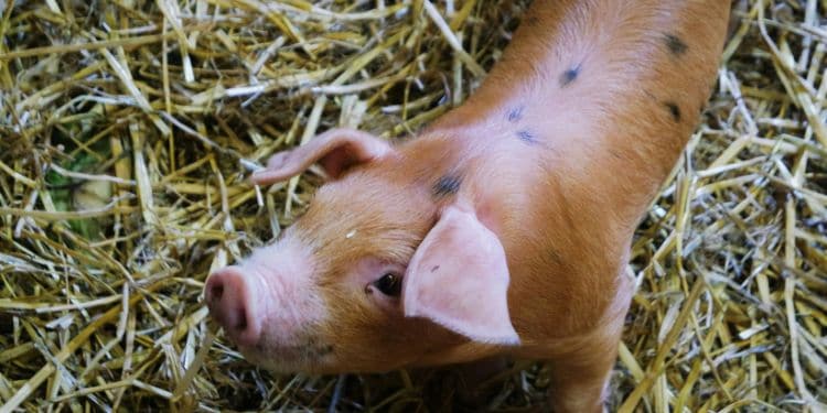 how pigs are killed