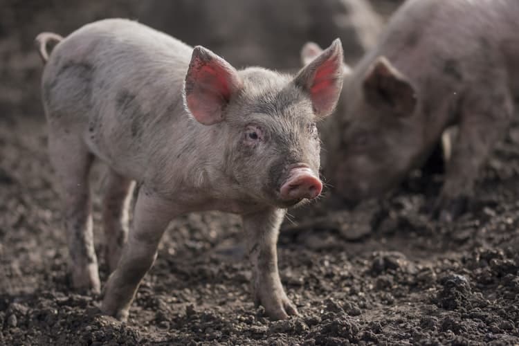 How Are Pigs Killed (Slaughtering Methods) - Almost Zero Waste