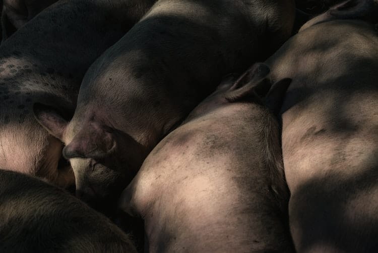 How Are Pigs Killed (Slaughtering Methods) - Almost Zero Waste