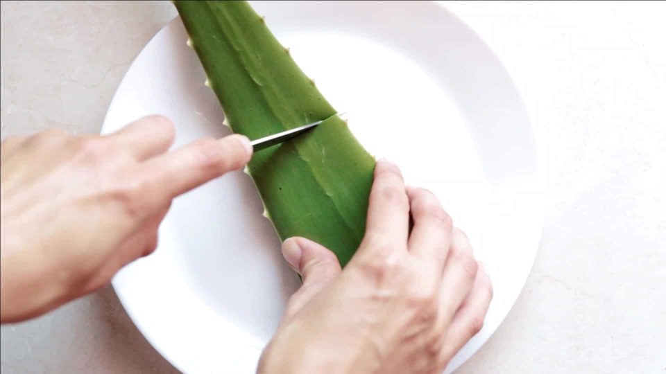 Natural Aloe Vera Mouthwash Recipe Almost Zero Waste