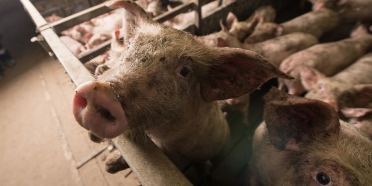 Are There Ethical Arguments for Eating Meat?