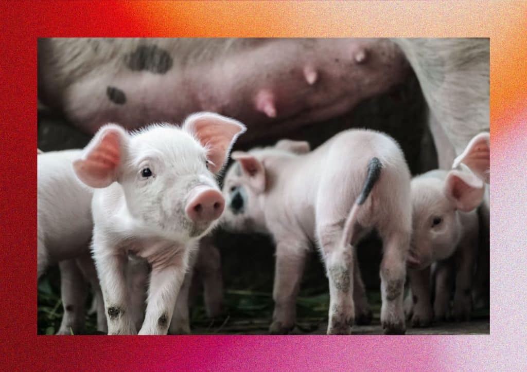 What is Veganuary